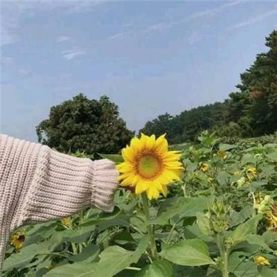 航海王激战腾讯版下载